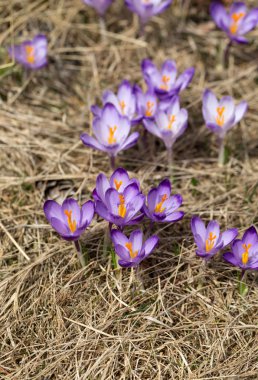 Çiğdemler çayır, ilk bahar çiçek üzerinde