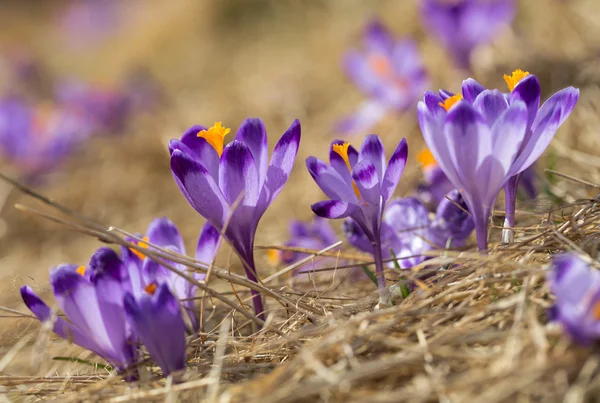 Çiğdemler çayır, ilk bahar çiçek üzerinde
