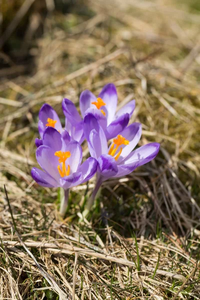 Crochi sul prato, primi fiori primaverili — Foto Stock