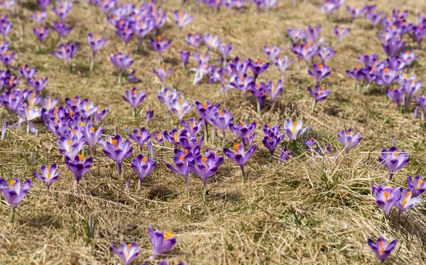 Крокусы на лугу, первые весенние цветы — стоковое фото