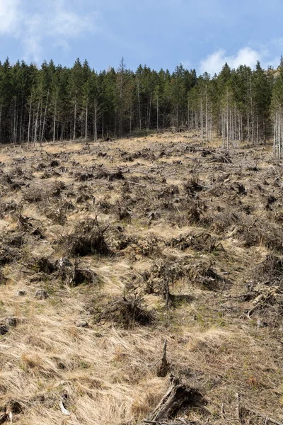 Skogen skärs ner förvandlas till ett torrt livlöst fält — Stockfoto