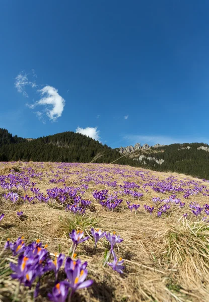 Tatra Dağları, çiğdemler Chocholowska Vadisi