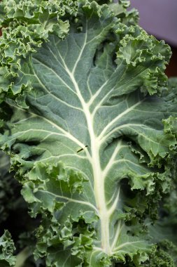A healthy fresh curly kale clipart