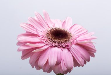 Pembe Gerbera çiçeğine yaklaş.