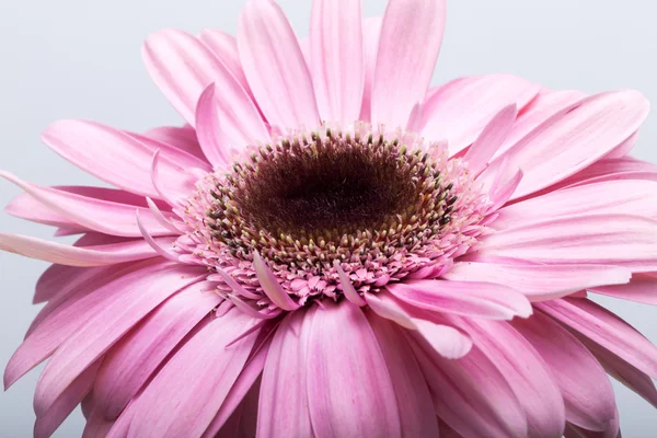 Primo piano di fiore di gerbera rosa — Foto Stock