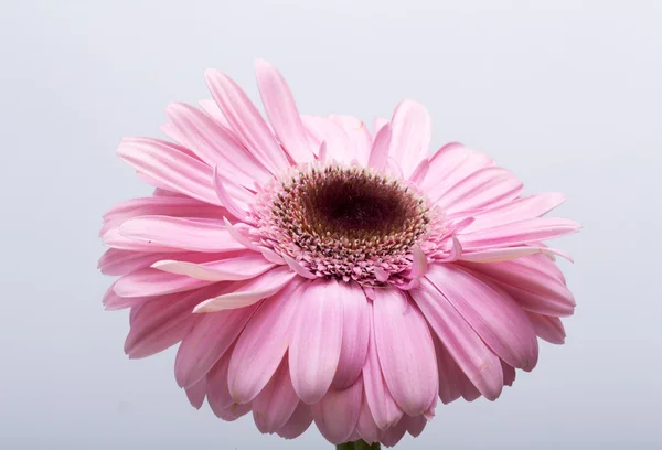Närbild av rosa gerbera blomma — Stockfoto