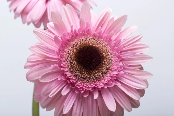 Nahaufnahme einer rosa Gerbera-Blume — Stockfoto