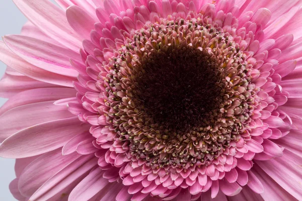 Zblízka růžové gerber květiny — Stock fotografie