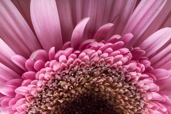 Close-up van roze gerbera bloem — Stockfoto