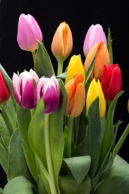 renkli taze bahar Lale çiçek buketi