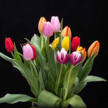 renkli taze bahar Lale çiçek buketi