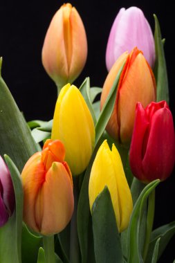 renkli taze bahar Lale çiçek buketi