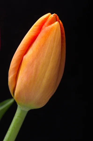 Flores de tulipa de primavera frescas — Fotografia de Stock