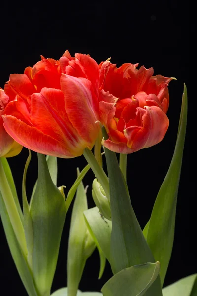 Buquê de flores de tulipas vermelhas frescas primavera — Fotografia de Stock