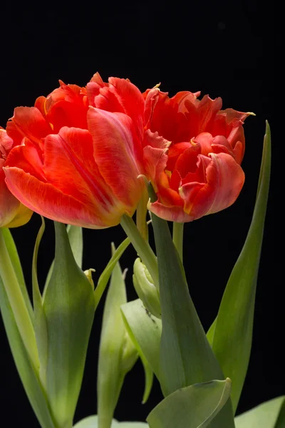 Strauß frischer Frühlingsblumen aus roten Tulpen — Stockfoto