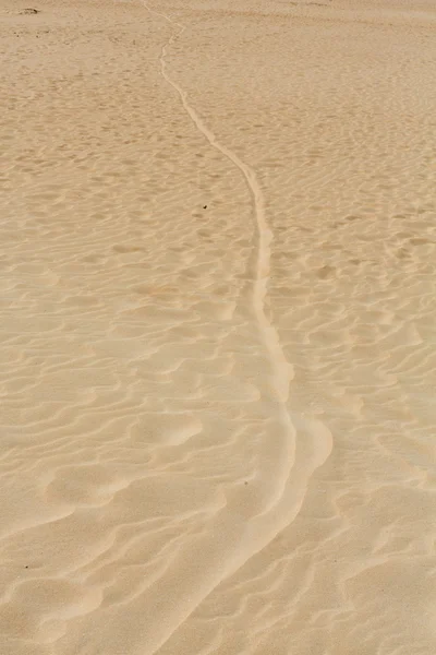 Kum desen doğa rezerv rüzgarla sonra Park doğal, Corralejo, Fuerteventura, Kanarya Adaları, İspanya. — Stok fotoğraf