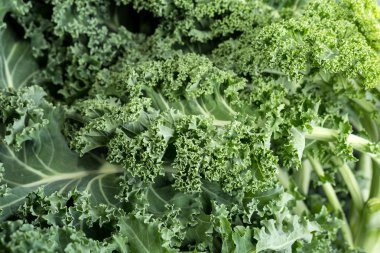 Sağlıklı taze kıvırcık lahana