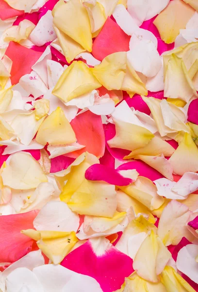 Petals of Pink and Yellow Roses Flowers. Background — Stock Photo, Image