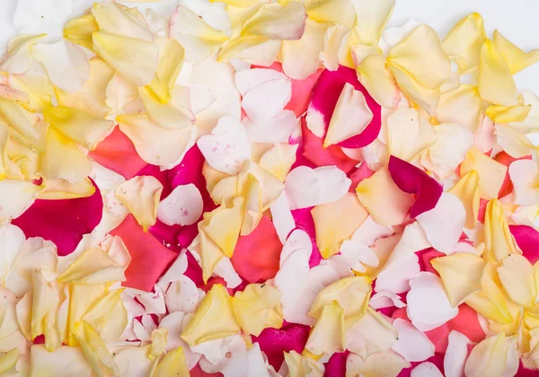 Petals of Pink and Yellow Roses Flowers. Background — Stock Photo, Image