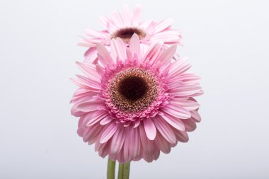 Pembe Gerbera çiçeğine yaklaş.