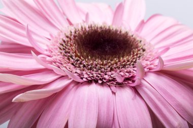 Pembe Gerbera çiçeğine yaklaş.