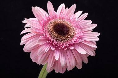Pembe Gerbera çiçeğine yaklaş.