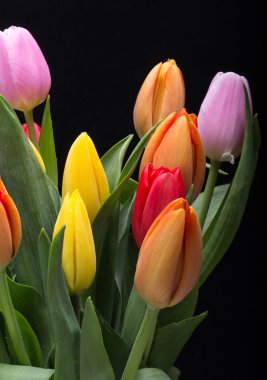renkli taze bahar Lale çiçek buketi