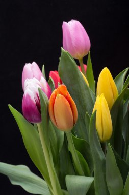 renkli taze bahar Lale çiçek buketi
