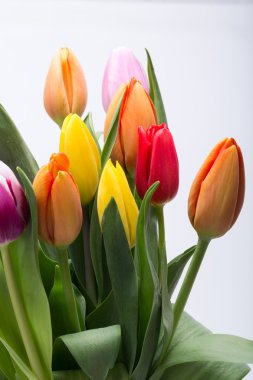 renkli taze bahar Lale çiçek buketi