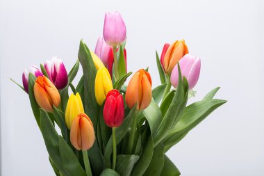 renkli taze bahar Lale çiçek buketi