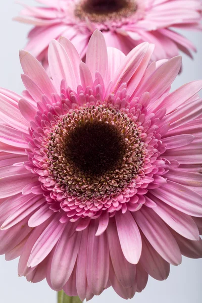 Zblízka růžové gerber květiny — Stock fotografie