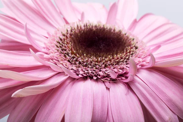 Pembe Gerbera çiçeğine yaklaş.