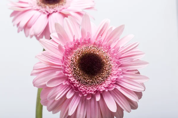 Primo piano di fiore di gerbera rosa — Foto Stock