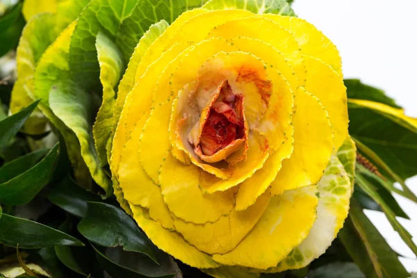 Couve ornamental com folhas amarelas, laranja e verde (Brassica oleracea ) — Fotografia de Stock