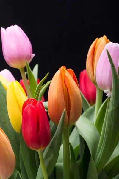 新鮮な春のチューリップの花のカラフルな花束 — ストック写真