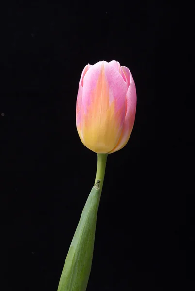 Primavera fresca flor de tulipa rosa — Fotografia de Stock