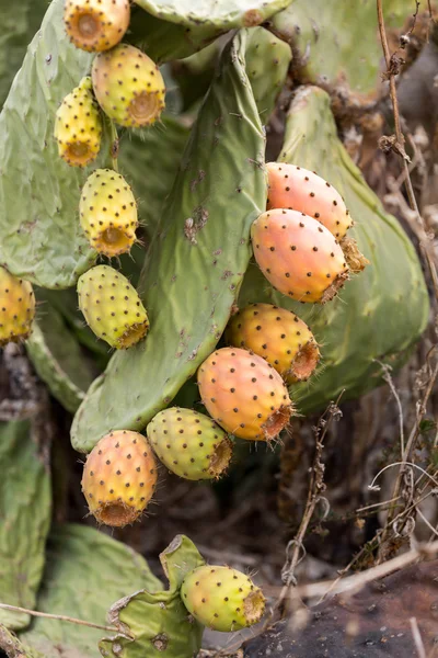 Opuntia ficus-indica - вид кактуса, который уже давно является одомашненным растением, важным в сельскохозяйственной экономике засушливых и полузасушливых регионов мира.. — стоковое фото