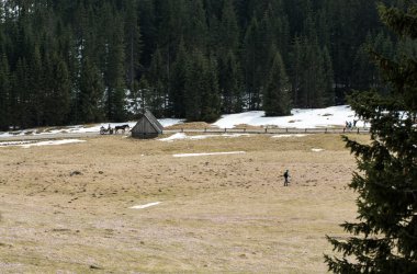 Tatra Dağları, çiğdemler Chocholowska Vadisi