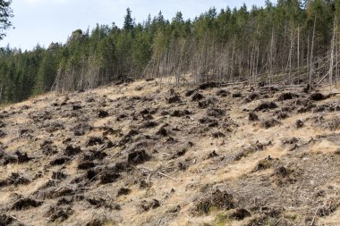 Kuru bir cansız alan dönüşmesini aşağı kesilmiş orman