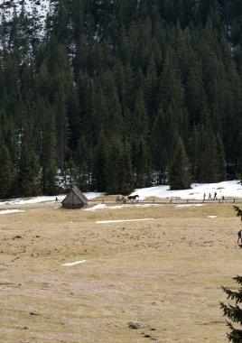 Tatra Dağları, çiğdemler Chocholowska Vadisi