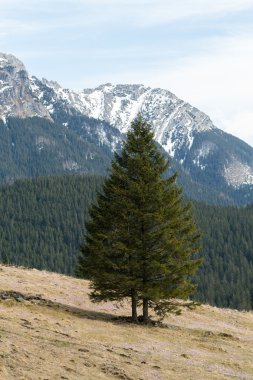 Tatra Dağları, çiğdemler Chocholowska Vadisi