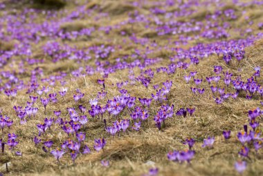 Çiğdemler çayır, ilk bahar çiçek üzerinde