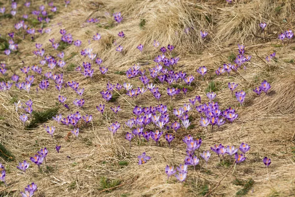 Çiğdemler çayır, ilk bahar çiçek üzerinde