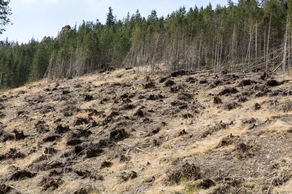 Kuru bir cansız alan dönüşmesini aşağı kesilmiş orman