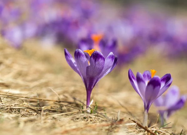 Çiğdemler çayır, ilk bahar çiçek üzerinde — Stok fotoğraf