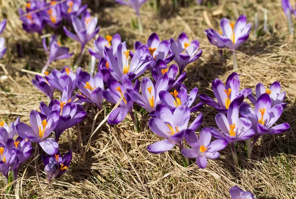 Çiğdemler çayır, ilk bahar çiçek üzerinde