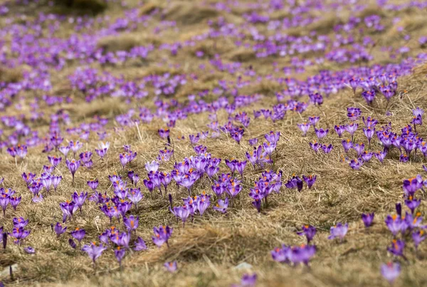 Çiğdemler çayır, ilk bahar çiçek üzerinde
