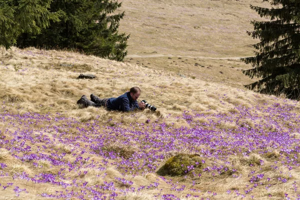 Turist çiğdemler Chocholowska Vadisi, ilk bahar çiçek çayır üzerinde fotoğraf çekme. Tatra Mountain. Polonya