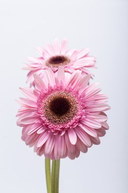 Pembe Gerbera çiçeğine yaklaş.