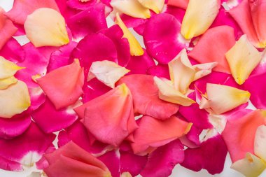  Pembe ve sarı güller çiçek yaprakları. Arka plan